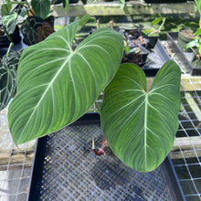 Load image into Gallery viewer, Philodendron Gloriosum, Pink Veined Back, Exact Plant Medium

