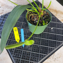 Load image into Gallery viewer, Anthurium Bakeri, Exact Plant Ships Nationwide
