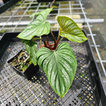 Load image into Gallery viewer, Philodendron Plowmanii, Exact Plant
