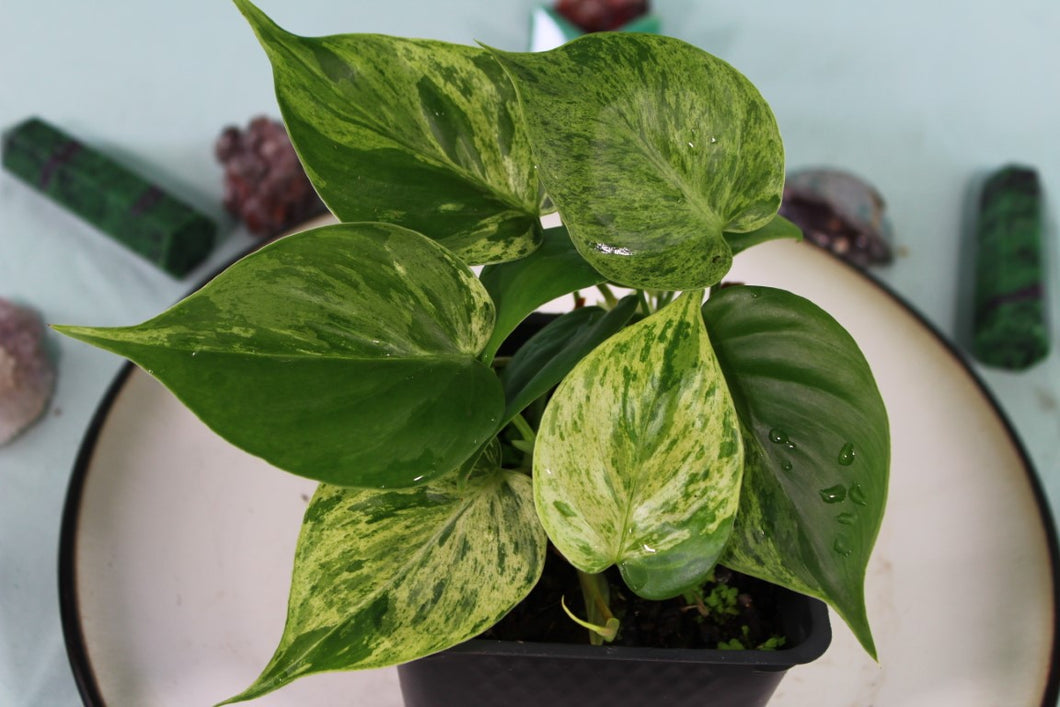 Variegated Philodendron Hederaceum Heart Leaf, multi pot, exact plant, ships nationwide
