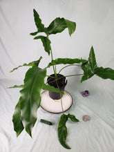 Load image into Gallery viewer, Marijke, Exact Plant, Thaumatophyllum, Philodendron
