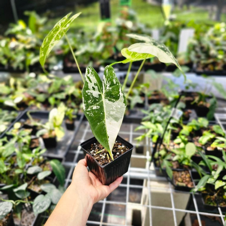 Alocasia Frydek, Exact Plant Variegated Ships Nationwide