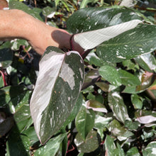 Load image into Gallery viewer, Philodendron Red Anderson Variegated 2.5" pot, Fedex 2day*
