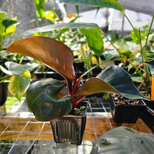 Load image into Gallery viewer, Philodendron Red Heart, Exact Plant Ships Nationwide
