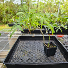 Load image into Gallery viewer, Philodendron Quercifolium, Exact Plant Ships Nationwide

