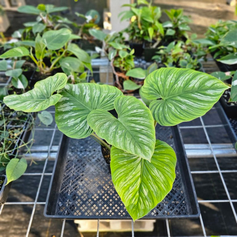 Philodendron Mamei, Exact Plant Ships Nationwide