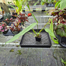 Load image into Gallery viewer, Anthurium Spectabile Wide Form, Exact Plant
