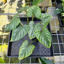 Load image into Gallery viewer, Philodendron Plowmanii, Exact Plant
