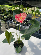 Load image into Gallery viewer, Anthurium Shibori, Exact Plant Variegated
