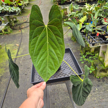 Load image into Gallery viewer, Anthurium Papillilaminum Fort Sherman exact plant, Fedex 2day*
