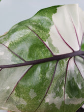 Load image into Gallery viewer, Black Stem, Exact Plant, variegated Alocasia
