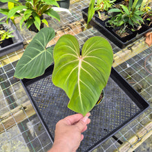 Load image into Gallery viewer, Philodendron Gloriosum, Pink Veined Back, Exact Plant
