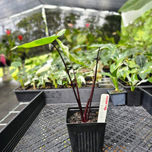 Load image into Gallery viewer, Alocasia Macrorhizza Black Stem, Exact Plant Variegated
