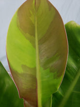 Load image into Gallery viewer, Red Moon, Exact Plant, variegated Philodendron
