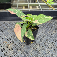 Load image into Gallery viewer, Syngonium Red Spot Tricolor, Exact Plant Variegated Ships Nationwide
