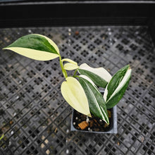 Load image into Gallery viewer, Scindapsus Blue Albo, Exact Plant Variegated Ships Nationwide
