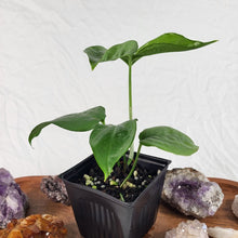 Load image into Gallery viewer, Amydrium Medium Silver 2.5" pot, Fedex 2day*
