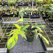 Load image into Gallery viewer, Philodendron Florida Beauty Variegated exact plant, Fedex 2day
