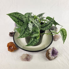 Load image into Gallery viewer, Scindapsus Silver Lady, Exact Plant multi pot of 5 Ships Nationwide
