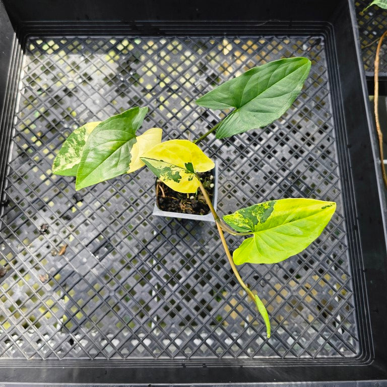 Syngonium Aurea, Exact Plant Variegated