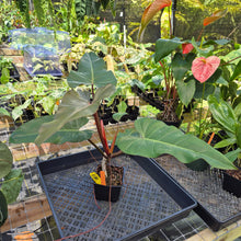 Load image into Gallery viewer, Philodendron Dark Lord, Exact Plant Ships Nationwide
