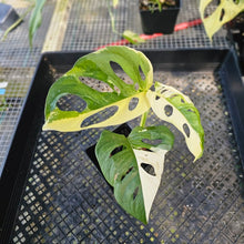 Load image into Gallery viewer, Monstera Adansonii Albo Tricolor, Exact Plant Variegated Ships Nationwide
