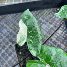 Load image into Gallery viewer, Alocasia Macrorhizza Black Stem, Exact Plant Variegated
