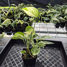 Load image into Gallery viewer, Epipremnum Pinnatum Marble Variegated exact plant, Fedex 2day*
