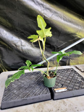 Load image into Gallery viewer, Philodendron Golden Dragon, Exact Plant Variegated Ships Nationwide
