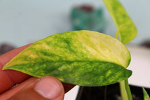 Load image into Gallery viewer, Variegated Epipremnum Yellow Flame exact plant, ships nationwide
