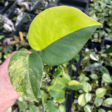 Load image into Gallery viewer, Monstera Deliciosa Aurea variegated 2.5" pot 2DayAir
