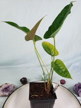 Load image into Gallery viewer, Anthurium Cupulispathum X Pedatum 4&quot; pot,, Fedex 2 day*
