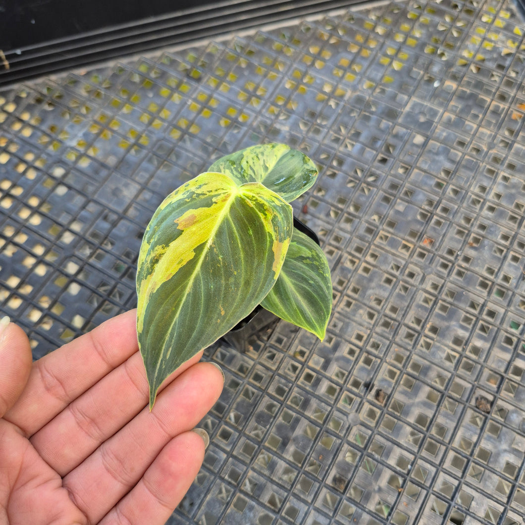 Philodendron Melanochrysum, Exact Plant Variegated Ships Nationwide