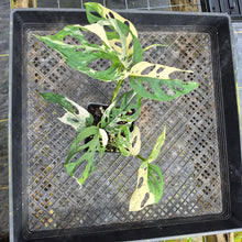 Load image into Gallery viewer, Monstera Adansonii Laniata Albo, Exact Plant Variegated Ships Nationwide
