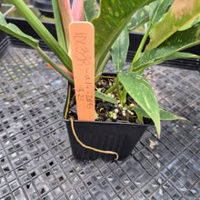 Load image into Gallery viewer, Philodendron Ring Of Fire Variegated exact plant, Fedex 2day*
