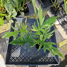 Load image into Gallery viewer, Philodendron Florida Beauty X Tortum, Exact Plant Variegated Ships Nationwide
