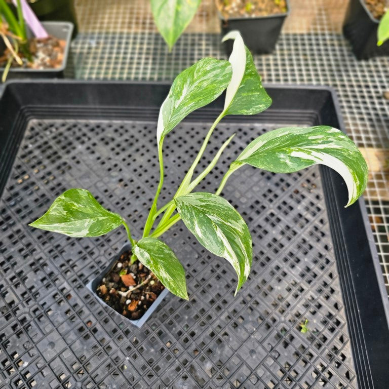 Monstera Lechleriana , Exact Plant Variegated Ships Nationwide