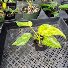 Load image into Gallery viewer, Philodendron Giganteum Blizzard Variegated 2.5" pot, Fedex 2day*
