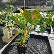 Load image into Gallery viewer, Philodendron Green Congo Nuclear Variegated exact plant, Fedex 2day*
