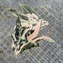 Load image into Gallery viewer, Alocasia nobilis pink Variegated Ships Nationwide
