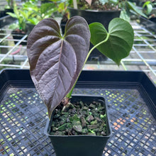Load image into Gallery viewer, Anthurium Moodeanum, Exact Plant
