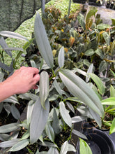Load image into Gallery viewer, Philodendron Hastatum Silver Sword Narrow Form 2.5" pot, Fedex 2day*
