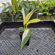 Load image into Gallery viewer, Philodendron Wend Imbe, Exact Plant Variegated Ships Nationwide
