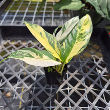 Load image into Gallery viewer, Rhaphidophora Lobbii, Exact Plant Variegated Ships Nationwide
