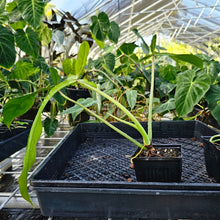 Load image into Gallery viewer, Philodendron Joepii, Exact Plant Ships Nationwide

