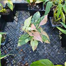 Load image into Gallery viewer, Syngonium Red Spot Tricolor, Exact Plant Variegated Ships Nationwide
