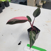 Load image into Gallery viewer, Philodendron Pink Princess, Exact Plant Variegated Ships Nationwide
