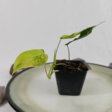 Load image into Gallery viewer, Philodendron Hederaceum Micans Aurea, Exact Plant Variegated Ships Nationwide
