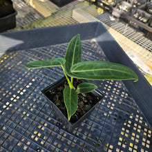 Load image into Gallery viewer, Anthurium Warocqueanum, Queen, Exact Plant Ships Nationwide
