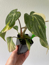 Load image into Gallery viewer, Philodendron Gloriosum Exact Plant Ships nationwide
